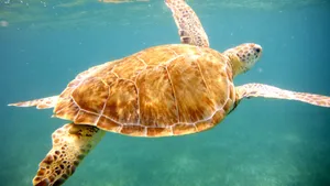 深海海龟图片大全_10