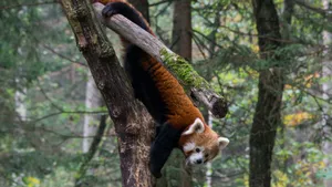 树上可爱的小熊猫图片_5
