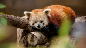 树上可爱的小熊猫图片_6