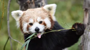 树上可爱的小熊猫图片_7