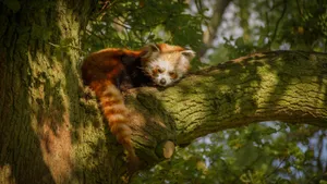 树上可爱的小熊猫图片_9