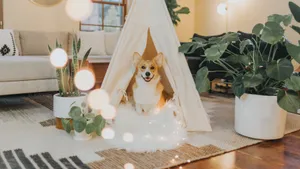 呆萌的柯基犬图片_2