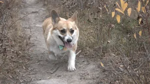 呆萌的柯基犬图片_3