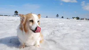 呆萌的柯基犬图片_5