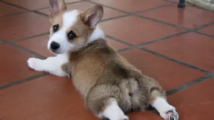 呆萌的柯基犬图片_7