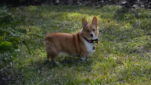 呆萌的柯基犬图片_8