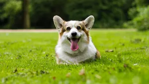 呆萌的柯基犬图片_9