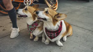 呆萌的柯基犬图片_10