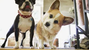 呆萌的柯基犬图片_11