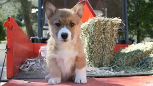 呆萌的柯基犬图片_12