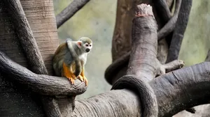 可爱的松鼠猴图片_6
