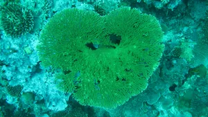 海底色彩斑斓的珊瑚图片_2