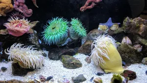 海底色彩斑斓的珊瑚图片_6