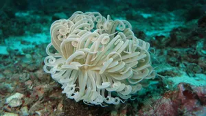 海底色彩斑斓的珊瑚图片_12