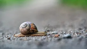 蜗牛图片大全_11
