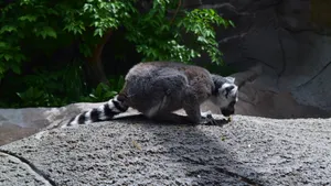 高清狐猴图片_6