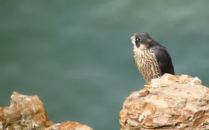 游隼鸟图片_3