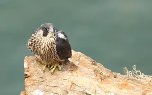 游隼鸟图片_4