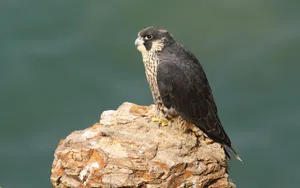 游隼鸟图片_5