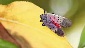 斑衣蜡蝉图片_7