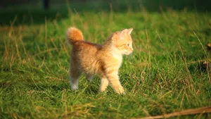 可爱的虎斑猫图片_2