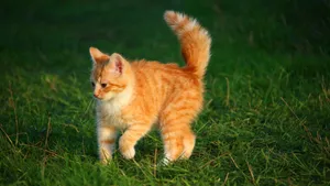 可爱的虎斑猫图片_4