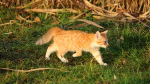 可爱的虎斑猫图片_5