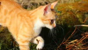 可爱的虎斑猫图片_6