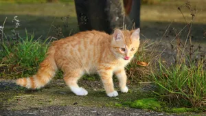 可爱的虎斑猫图片_7