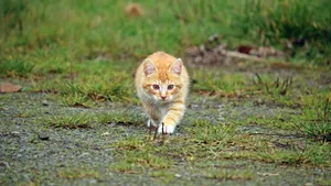 可爱的虎斑猫图片_8