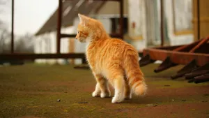 可爱的虎斑猫图片_9