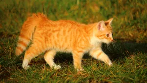 可爱的虎斑猫图片_10
