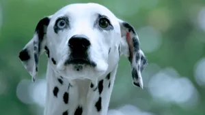 大麦町犬图片_7