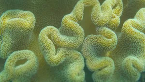 高清海底珊瑚图片_2