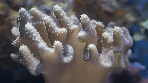高清海底珊瑚图片_4