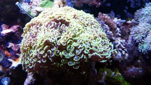 高清海底珊瑚图片_5