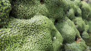 高清海底珊瑚图片_6