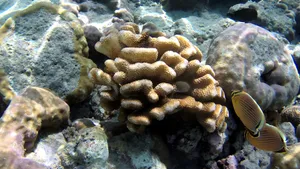 高清海底珊瑚图片_9