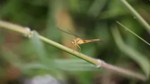蜻蜓高清图片_10