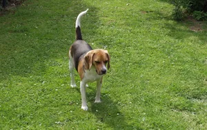 高清比格犬图片_3