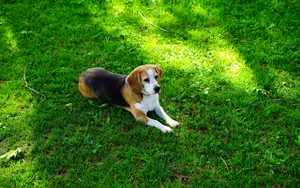 高清比格犬图片_4