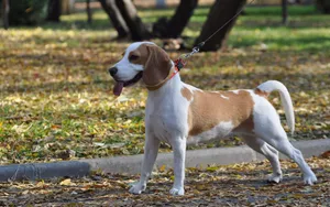 高清比格犬图片_5