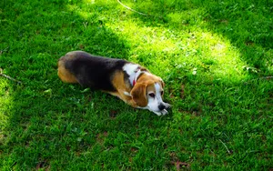 高清比格犬图片_7