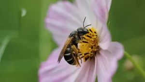 花丛中采花蜜的蜜蜂图片_4
