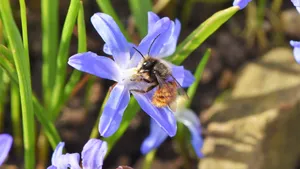 花丛中采花蜜的蜜蜂图片_5