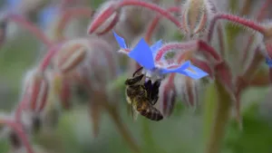 花丛中采花蜜的蜜蜂图片_9