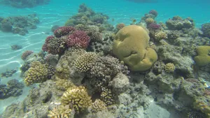 海底珊瑚和珊瑚礁图片_5