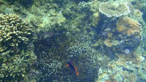 海底珊瑚和珊瑚礁图片_7