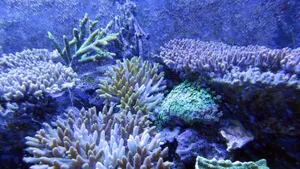 海底珊瑚和珊瑚礁图片_8