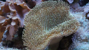 海底珊瑚和珊瑚礁图片_10